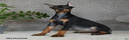 Doberman Pinscher dogs for sale: Birch - Ad 1