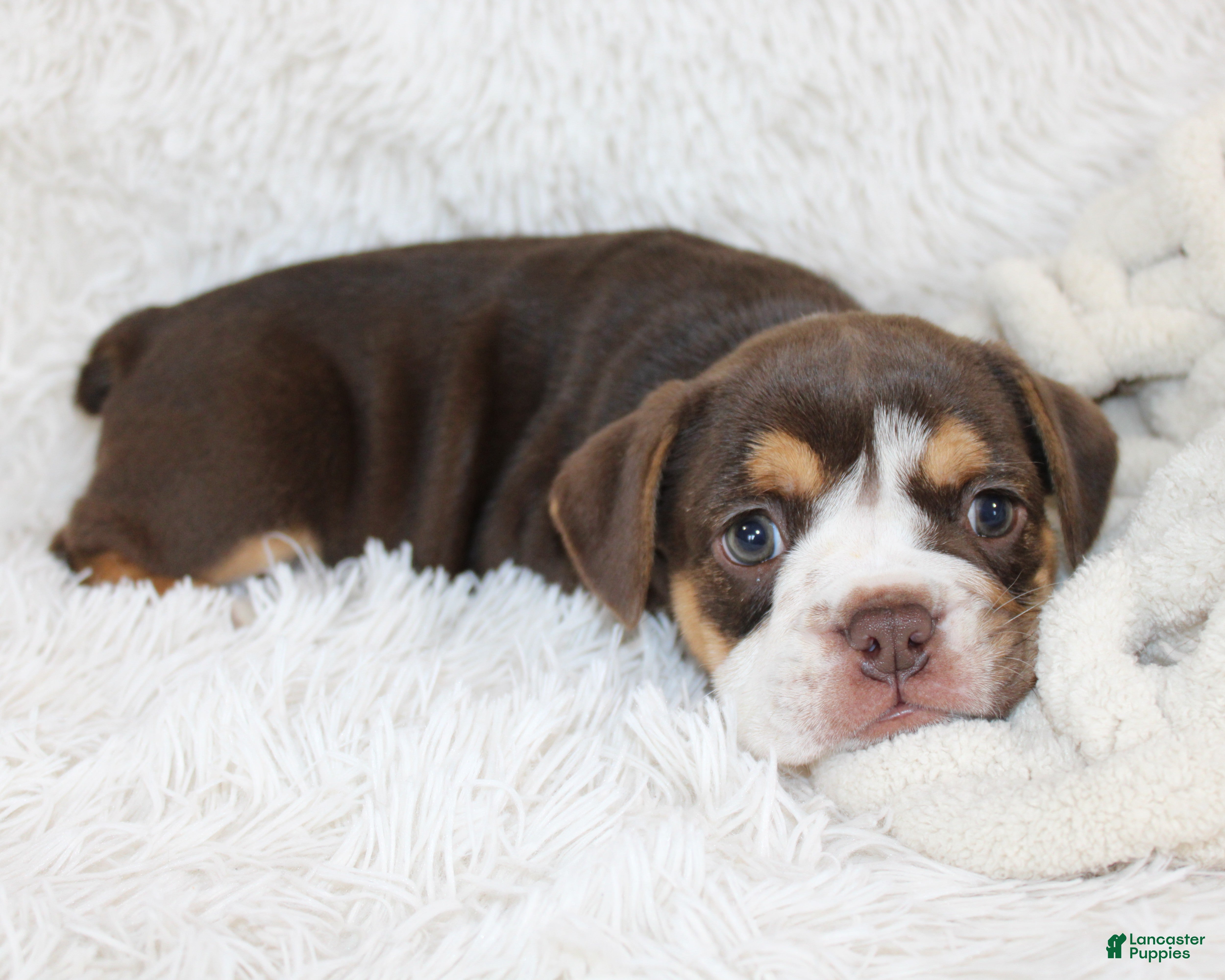 English Bulldog dogs Mika - Ad 2