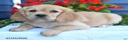 Miniature Golden Retriever dogs for sale: Petunia - Ad 5