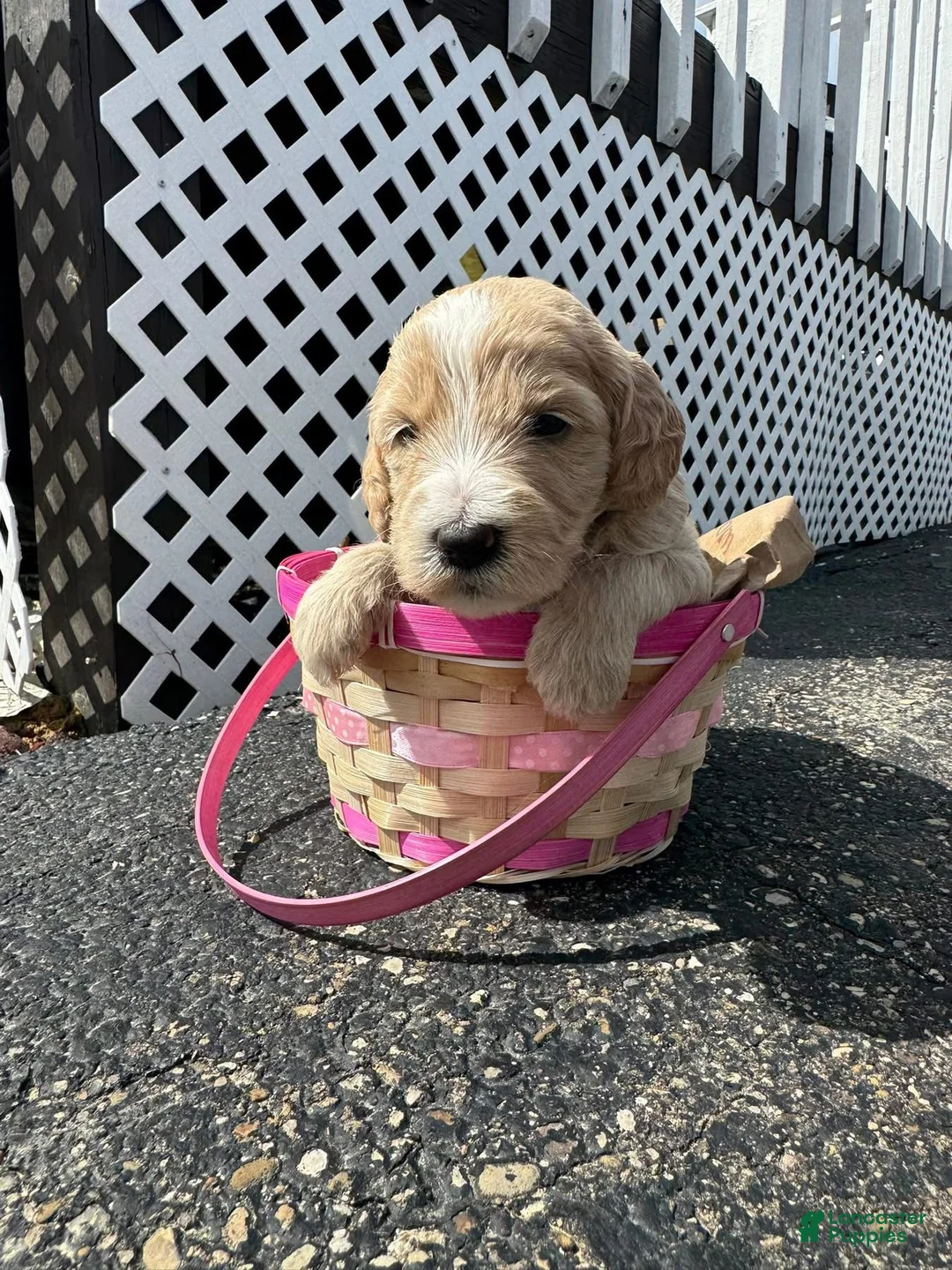 Goldendoodle dogs for sale: Goldendoodle Female - Purple - Ad 1