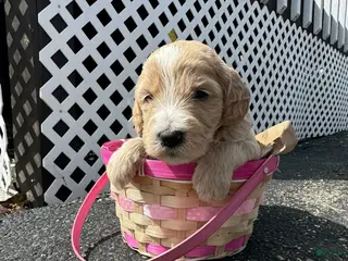 Goldendoodle dogs Goldendoodle Female - Purple - Ad 38