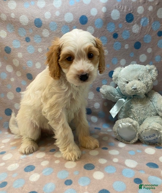 Cavapoo dogs Bert - Ad 2
