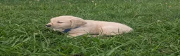 Golden Retriever dogs for sale: Teddy - Ad 5