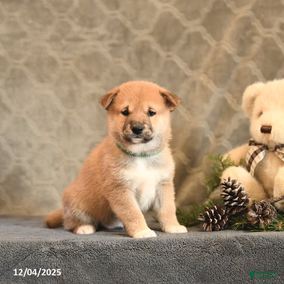 Shiba Inu dogs for sale: Torque - Ad 3