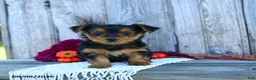 Yorkshire Terrier dogs for sale: Sylvia - Ad 3
