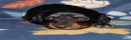 Miniature Dachshund dogs for sale: Flossy’s female - Ad 3