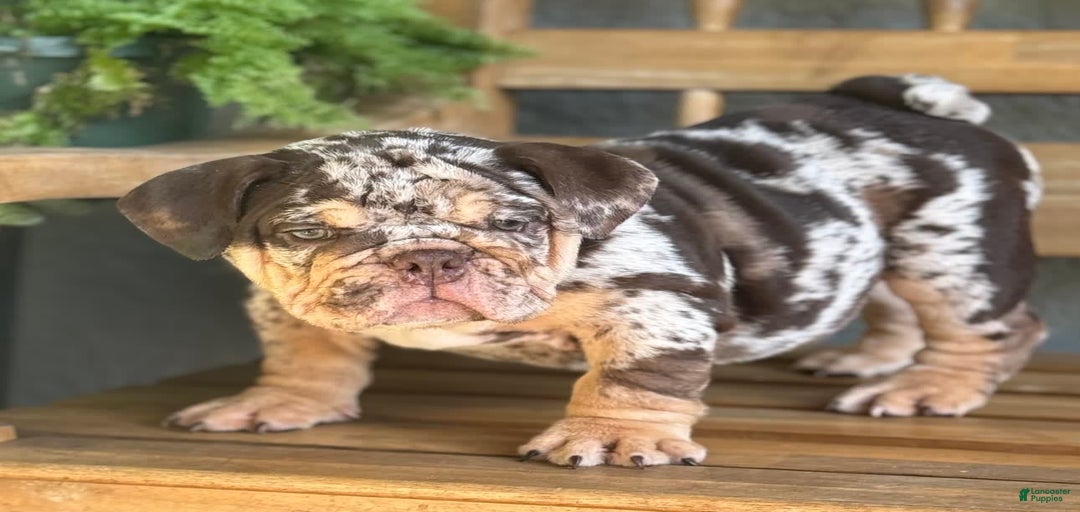 Gallery Image {{count}}