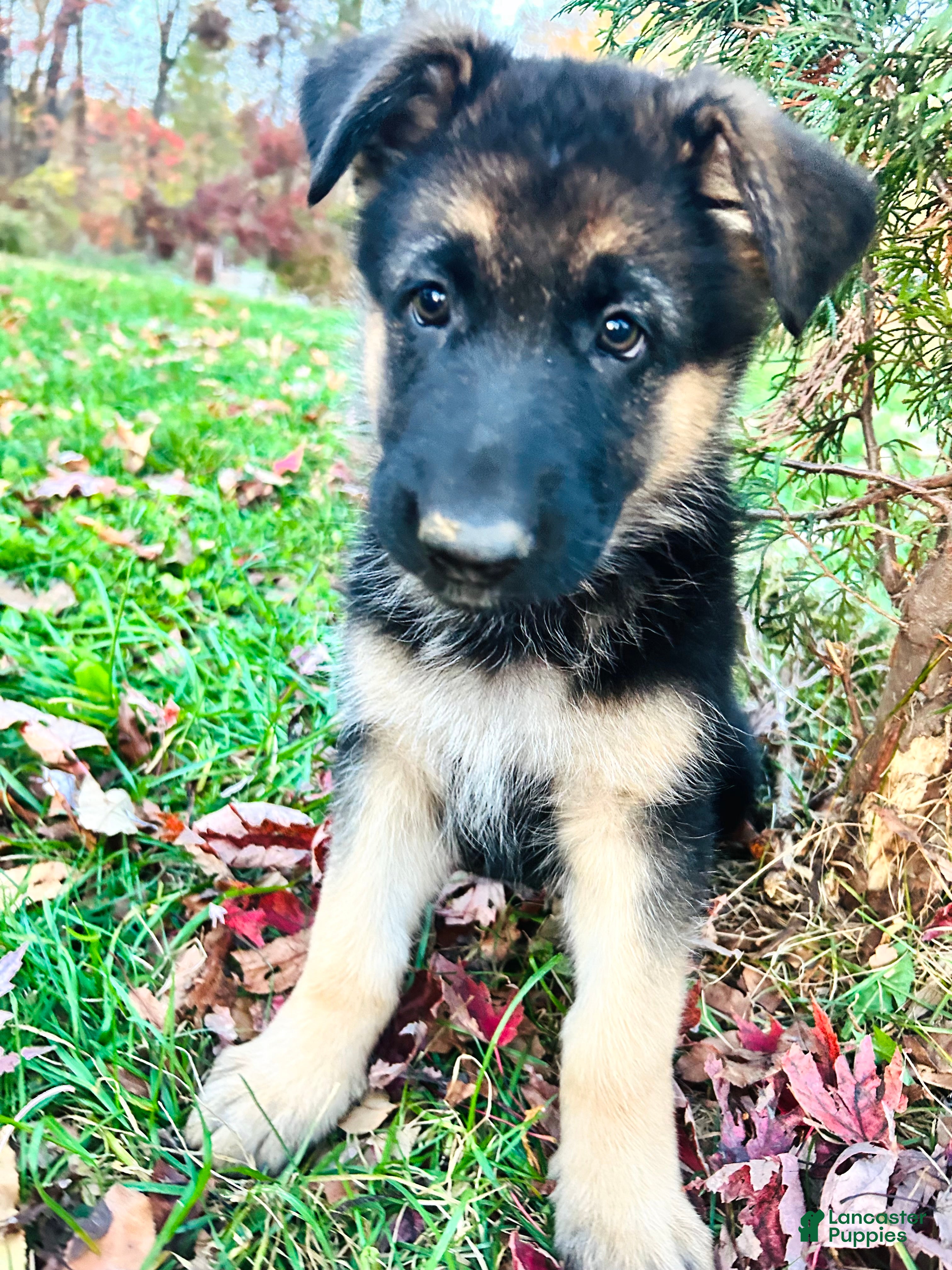 German Shepherd dogs for sale: Liberty - Ad 3