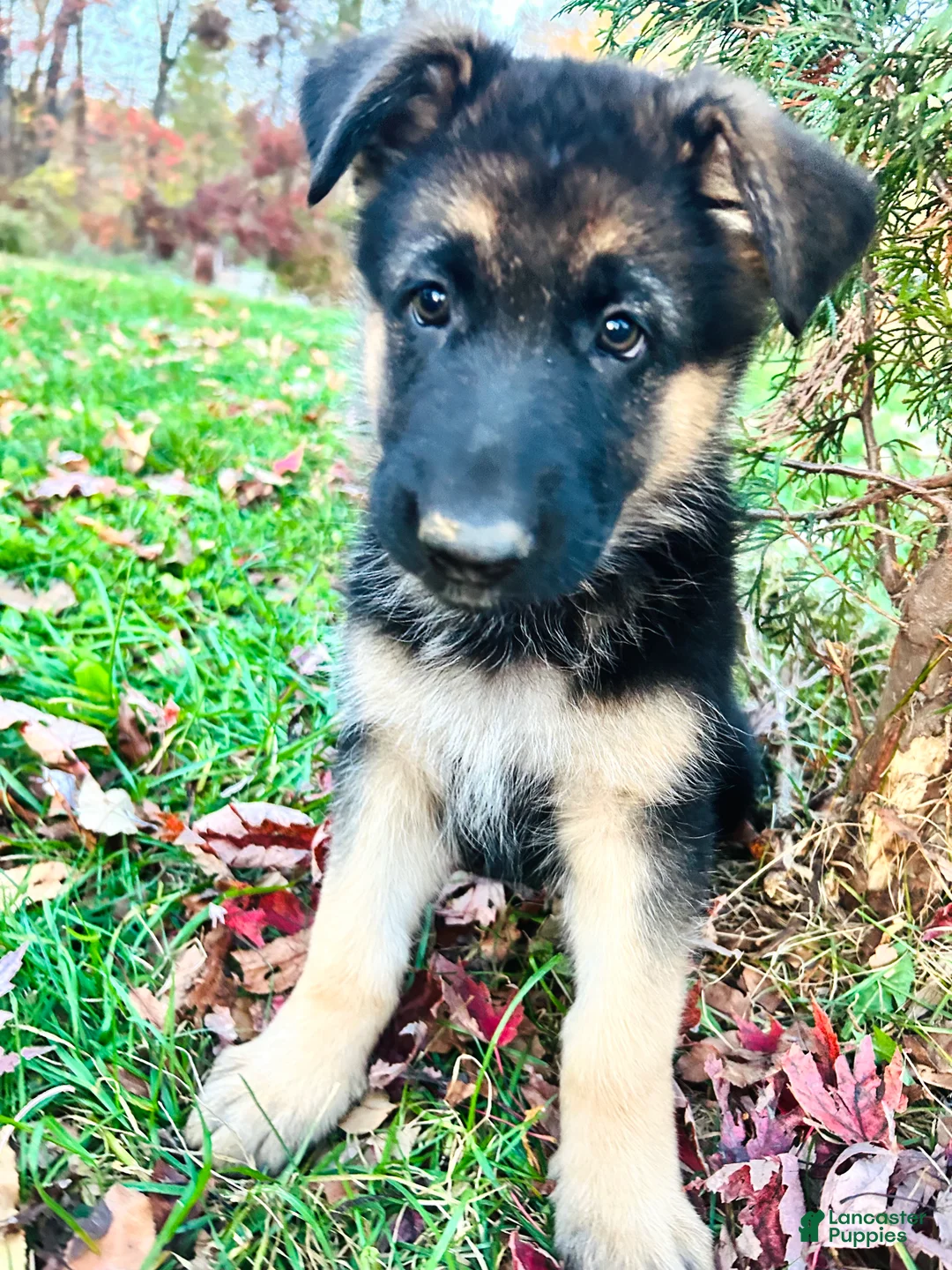 German Shepherd dogs for sale: Liberty - Ad 1