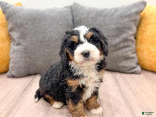 Mini Bernedoodle dogs Harper - Ad 7