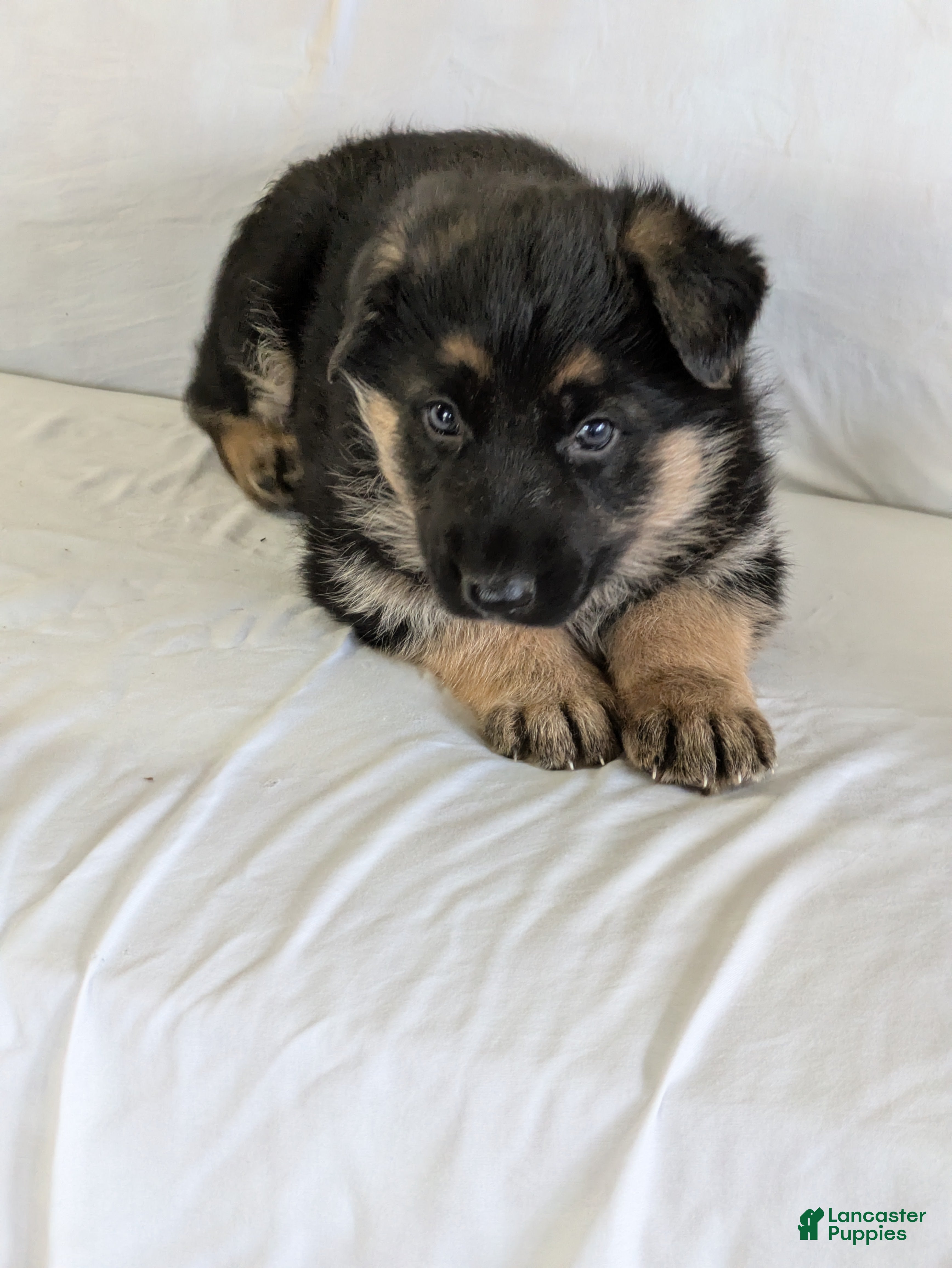 German Shepherd dogs Jake - Ad 10