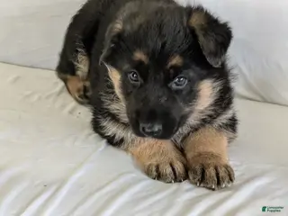 German Shepherd dogs Jake - Ad 10