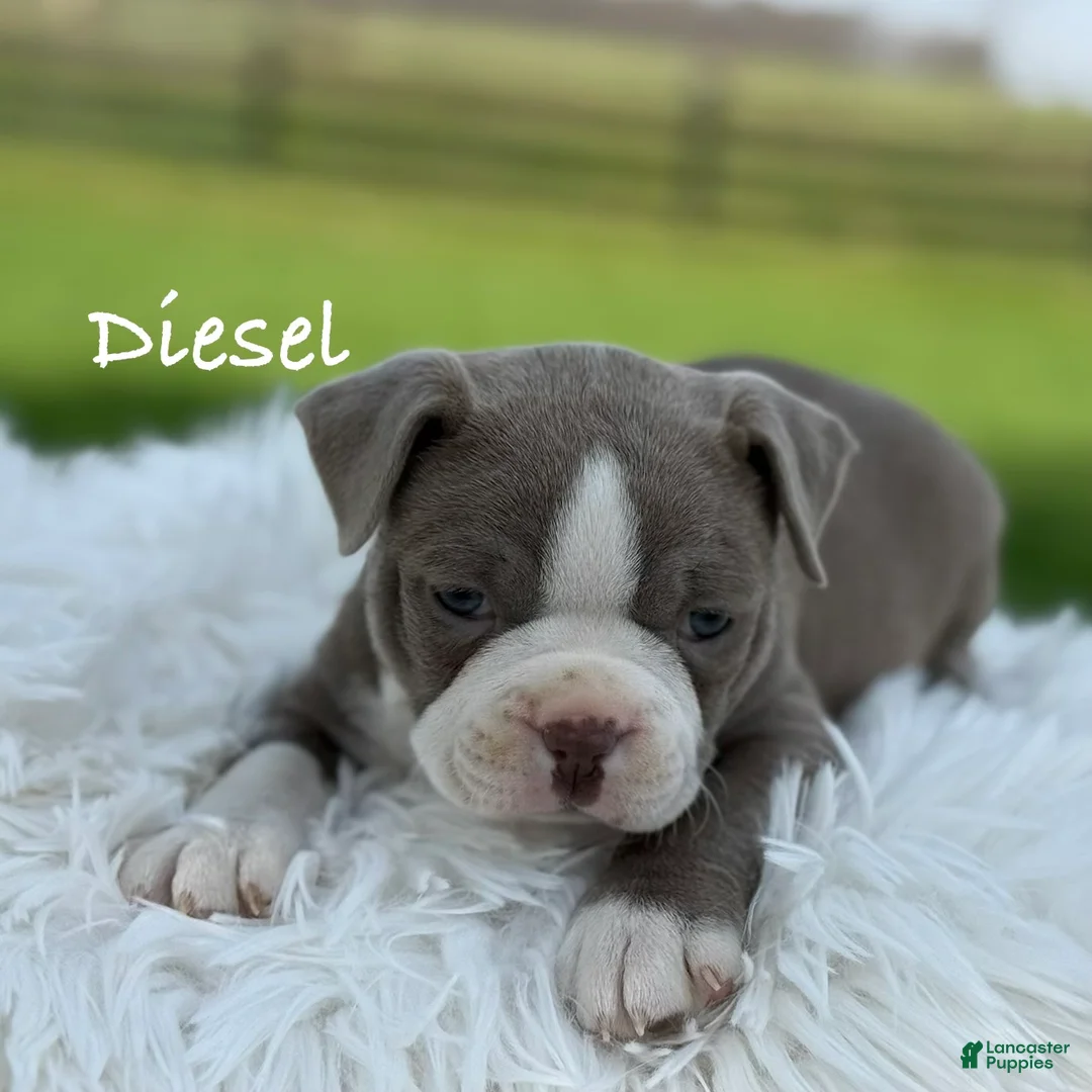 Boston Terrier dogs for sale: Diesel special needs - Ad 1