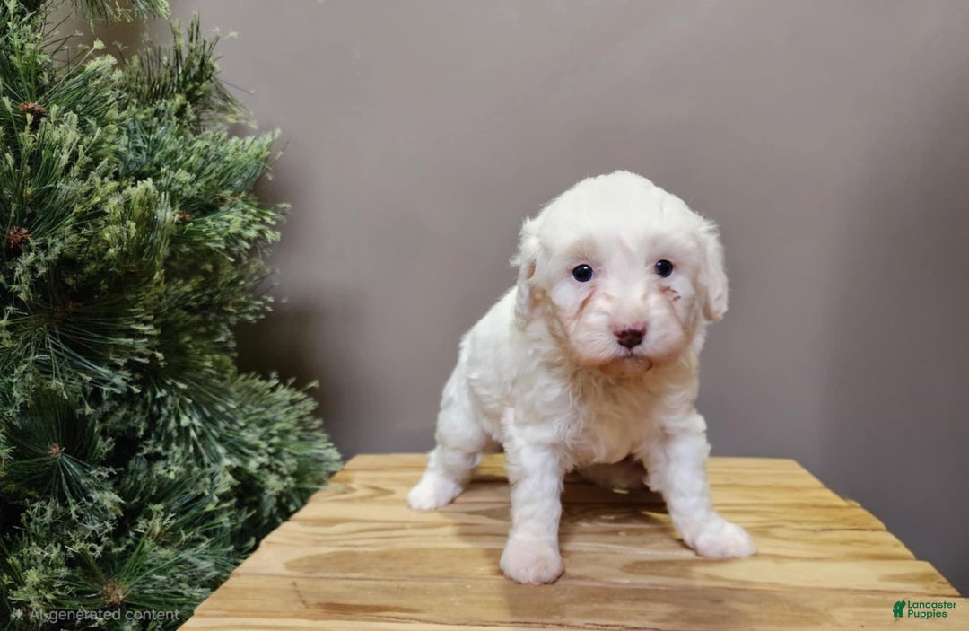 Mini Bernedoodle dogs for sale: Flake - Ad 7