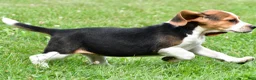 Beagle dogs for sale: Piper - Ad 9