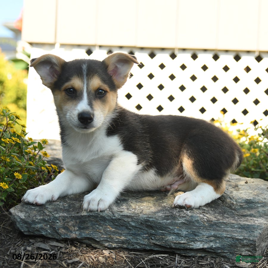 Welsh Corgi Pembroke dogs Laurent - Ad 2