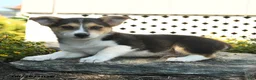 Welsh Corgi Pembroke dogs for sale: Laurent - Ad 2