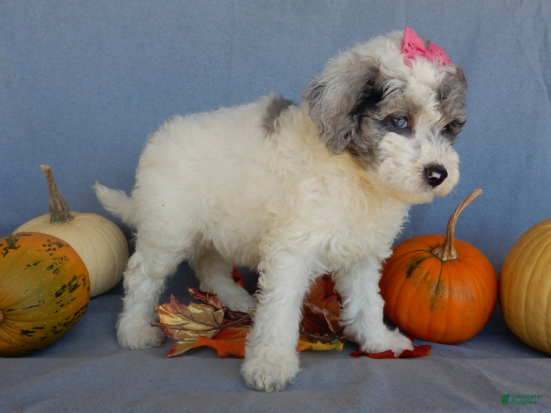 Sheepadoodle dogs for sale: Panda (medium) - Ad 69