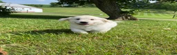 Golden Retriever dogs for sale: Louie - Ad 3