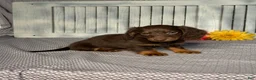 Miniature Dachshund dogs for sale: Brandon - Ad 5