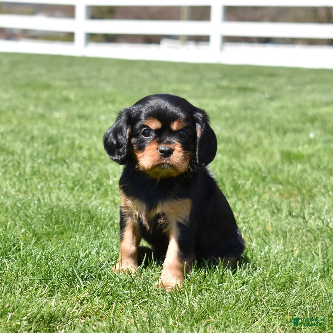 Cavalier King Charles Spaniel dogs for sale: Lulu - Ad 2