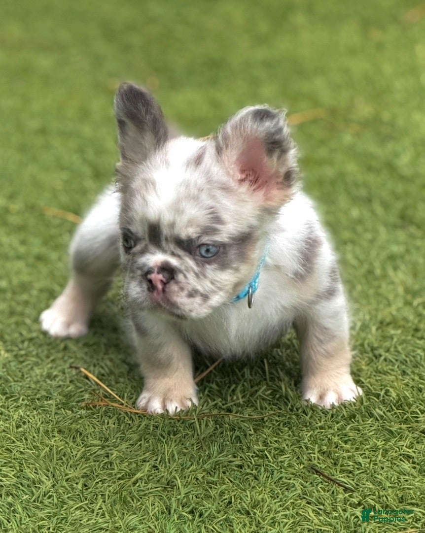 French Bulldog dogs Big Blue - Ad 1