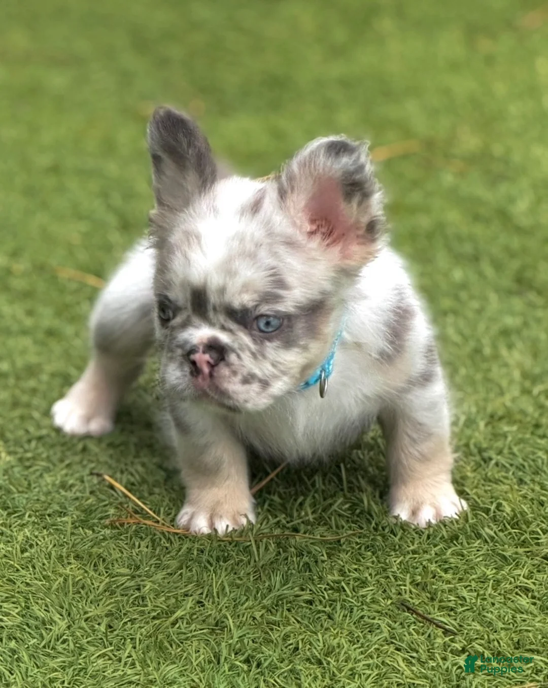French Bulldog dogs for sale: Big Blue - Ad 1