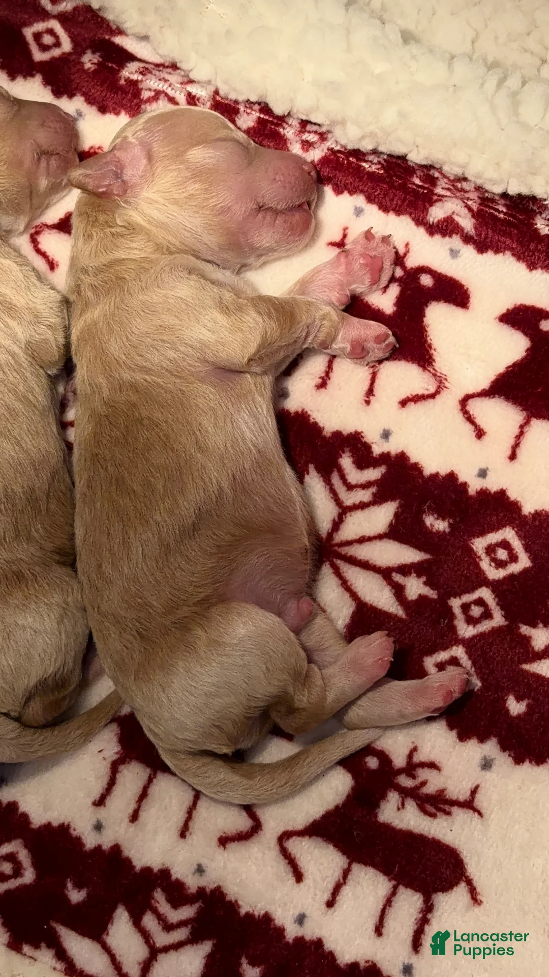 Bichpoo dogs for sale: Bichpoo Puppy 1 Hov - Ad 1