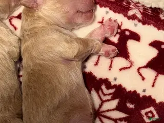 Bichpoo dogs Bichpoo Puppy 1 Hov - Ad 42