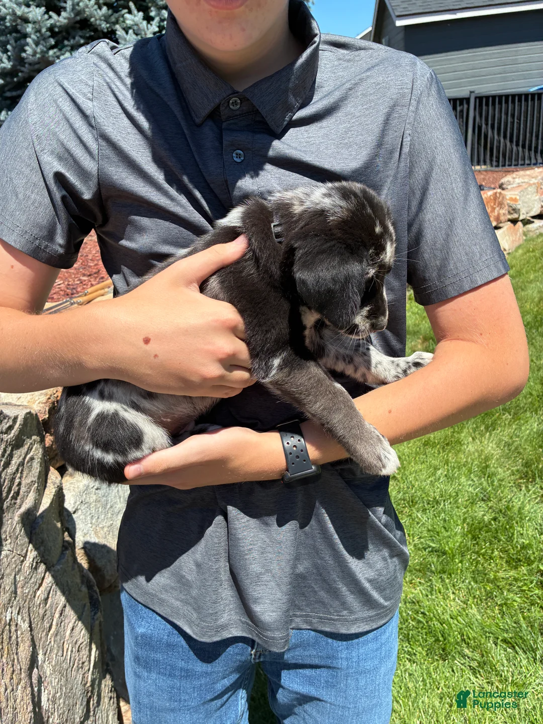 Mixed Breed dogs for sale: Bandit - Ad 2