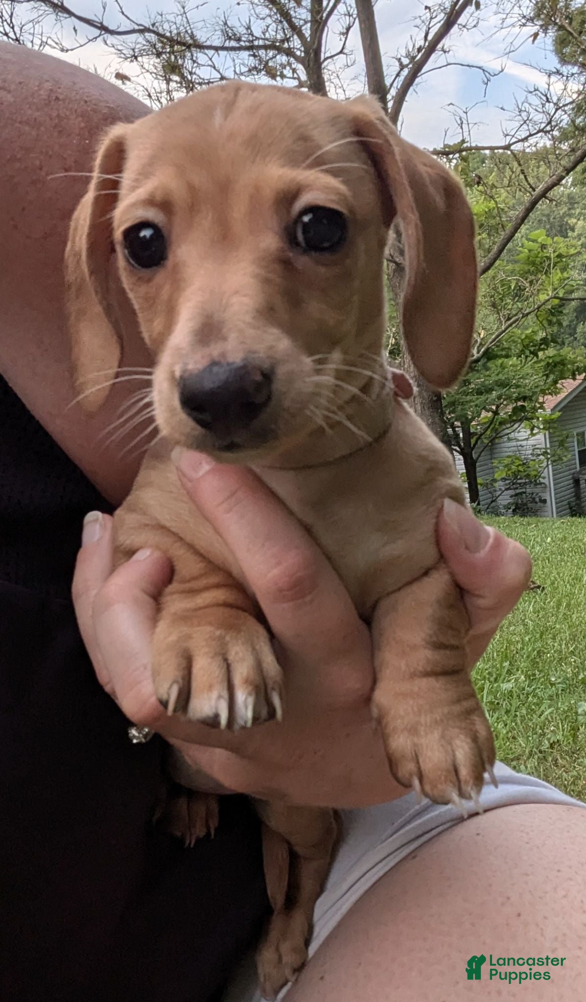 Miniature Dachshund dogs Miniature Dachshund 1 - Ad 13