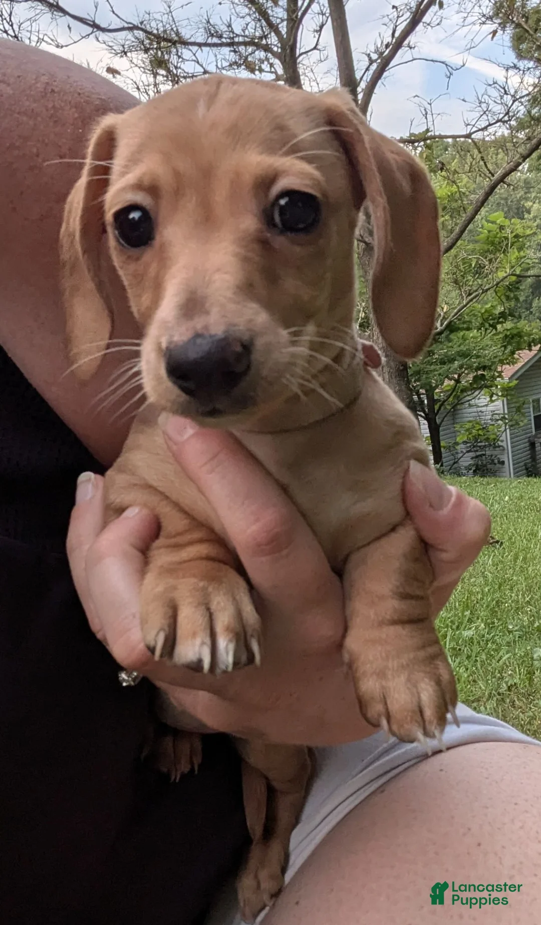 Miniature Dachshund dogs for sale: Miniature Dachshund 1 - Ad 1
