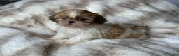 Shih Tzu dogs for sale: Izzy  - Ad 4