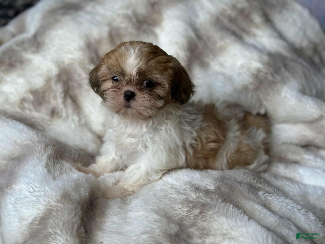 Shih Tzu dogs for sale: Izzy  - Ad 4
