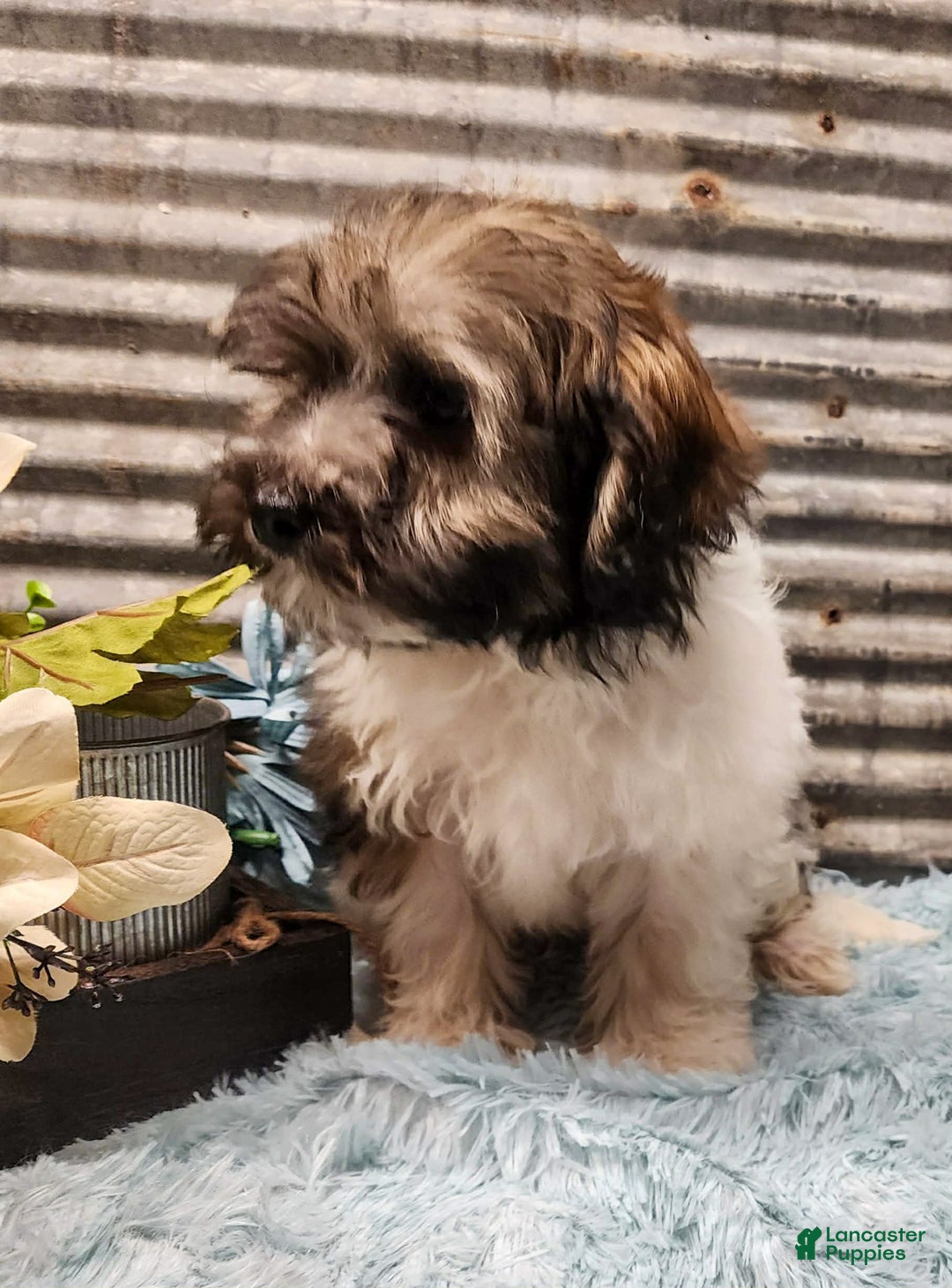 Havapoo dogs for sale: Mercer - Ad 3