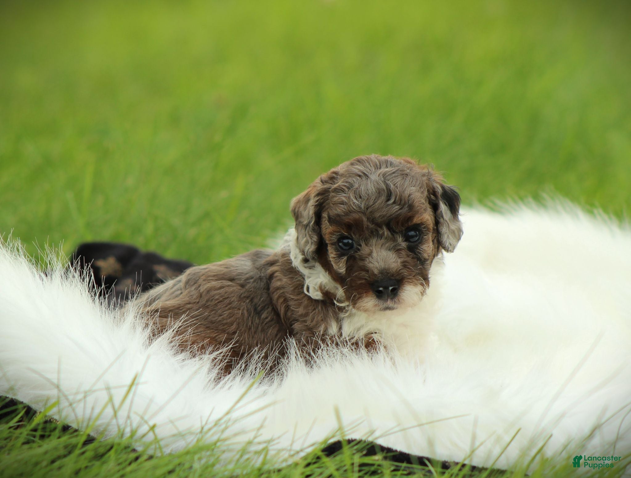 Bichpoo dogs River - Ad 2