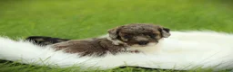 Bichpoo dogs for sale: River - Ad 7