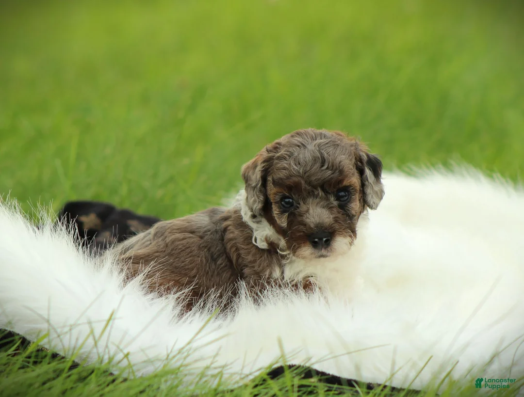 Bichpoo dogs for sale: River - Ad 2