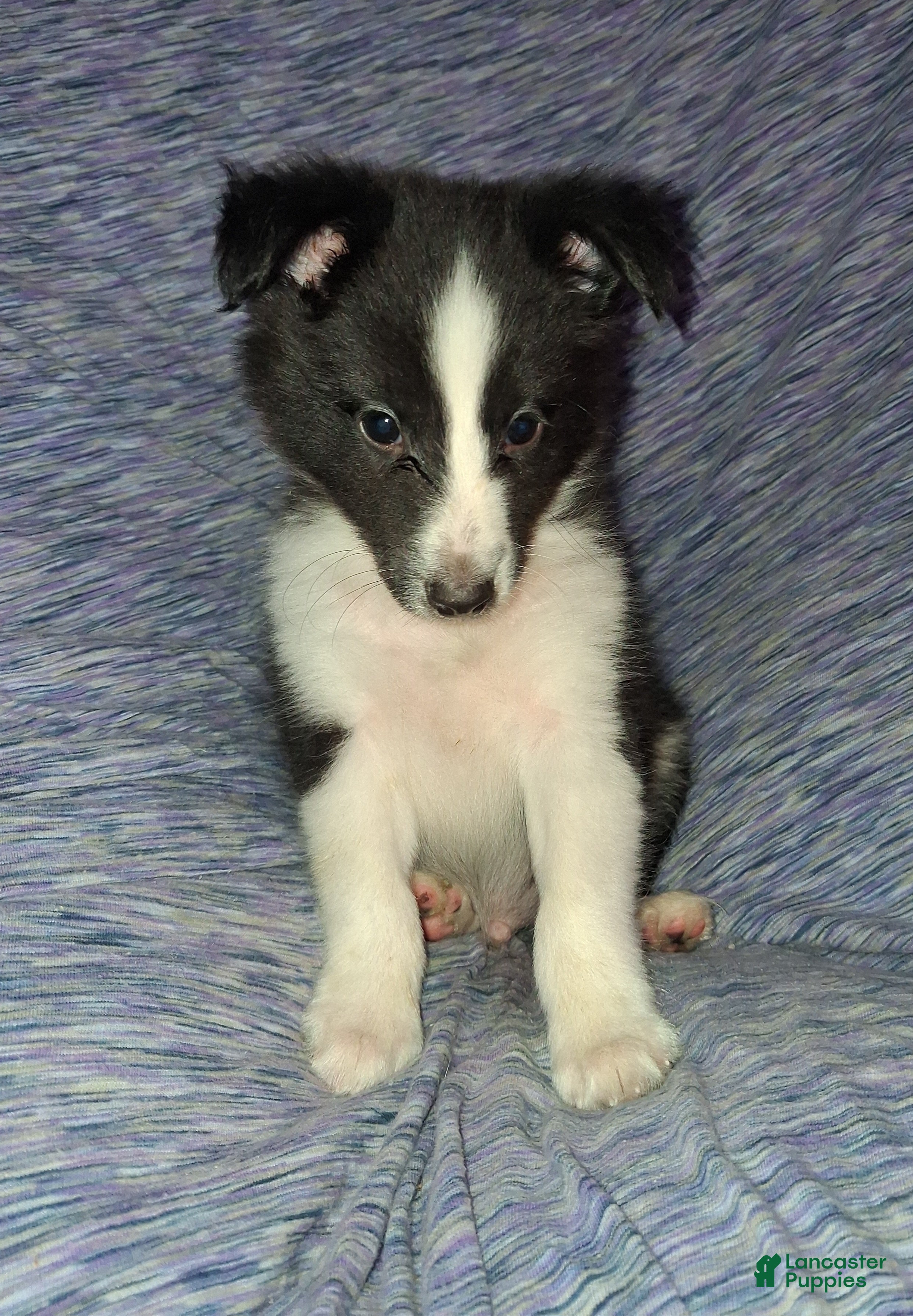 Shetland Sheepdog dogs Shetland Sheepdog Puppy 1 - Ad 7