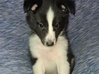 Shetland Sheepdog dogs Shetland Sheepdog Puppy 1 - Ad 4