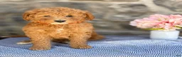 Goldendoodle dogs for sale: Munchkin - Ad 7