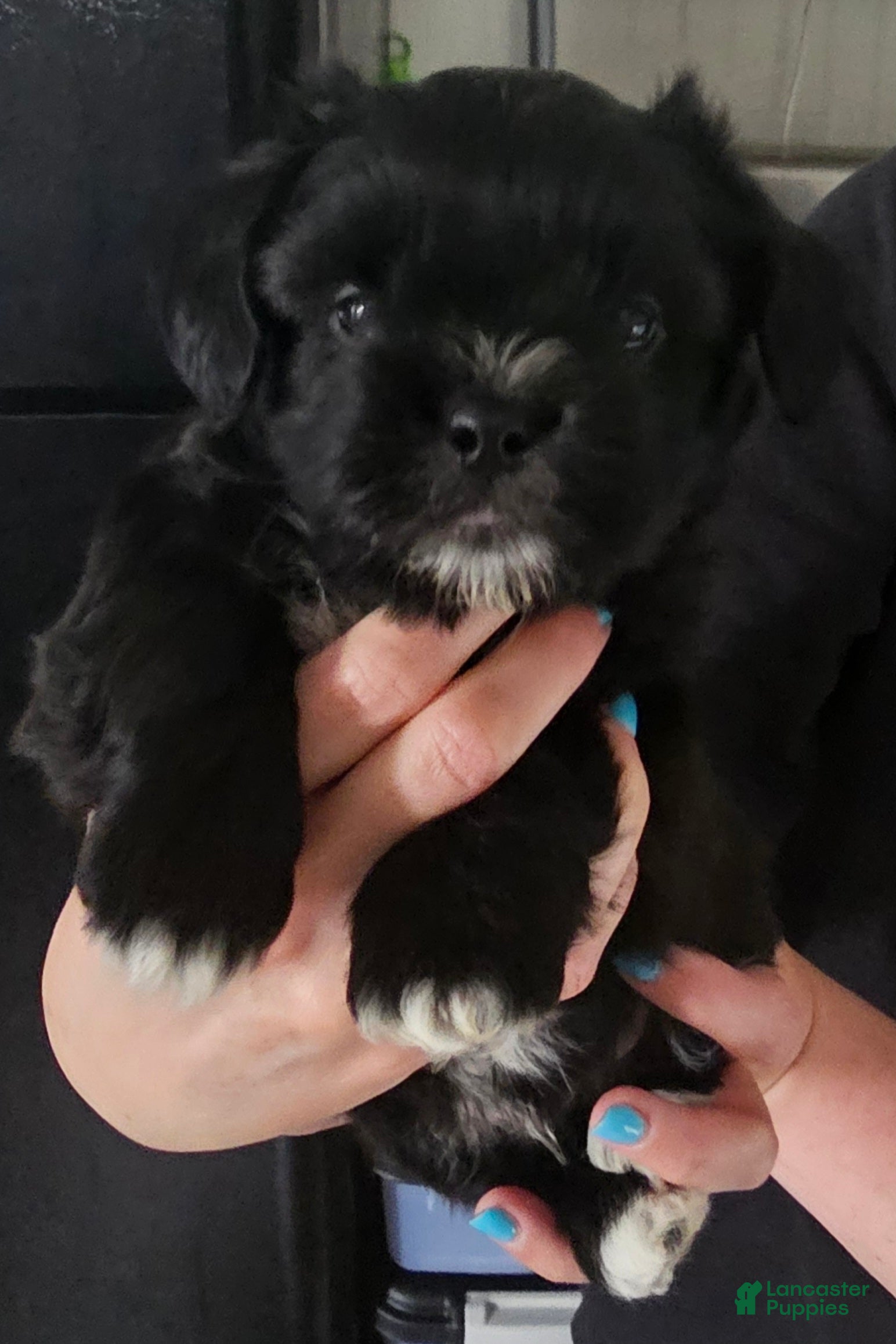 Teddy Bear dogs Tucker - Ad 42