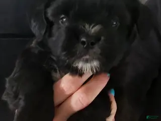Teddy Bear dogs Tucker - Ad 9