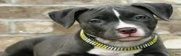 American Bully dogs for sale: "AALIYAH" BLUE NOSE / BLUE EYES - Ad 8