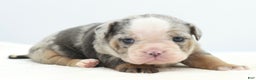 Mixed Breed dogs for sale: Aqua blue koi  - Ad 2