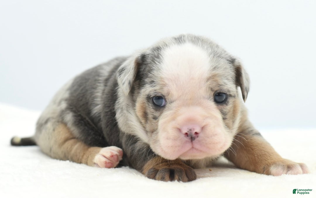 Mixed Breed dogs for sale: Aqua blue koi  - Ad 2