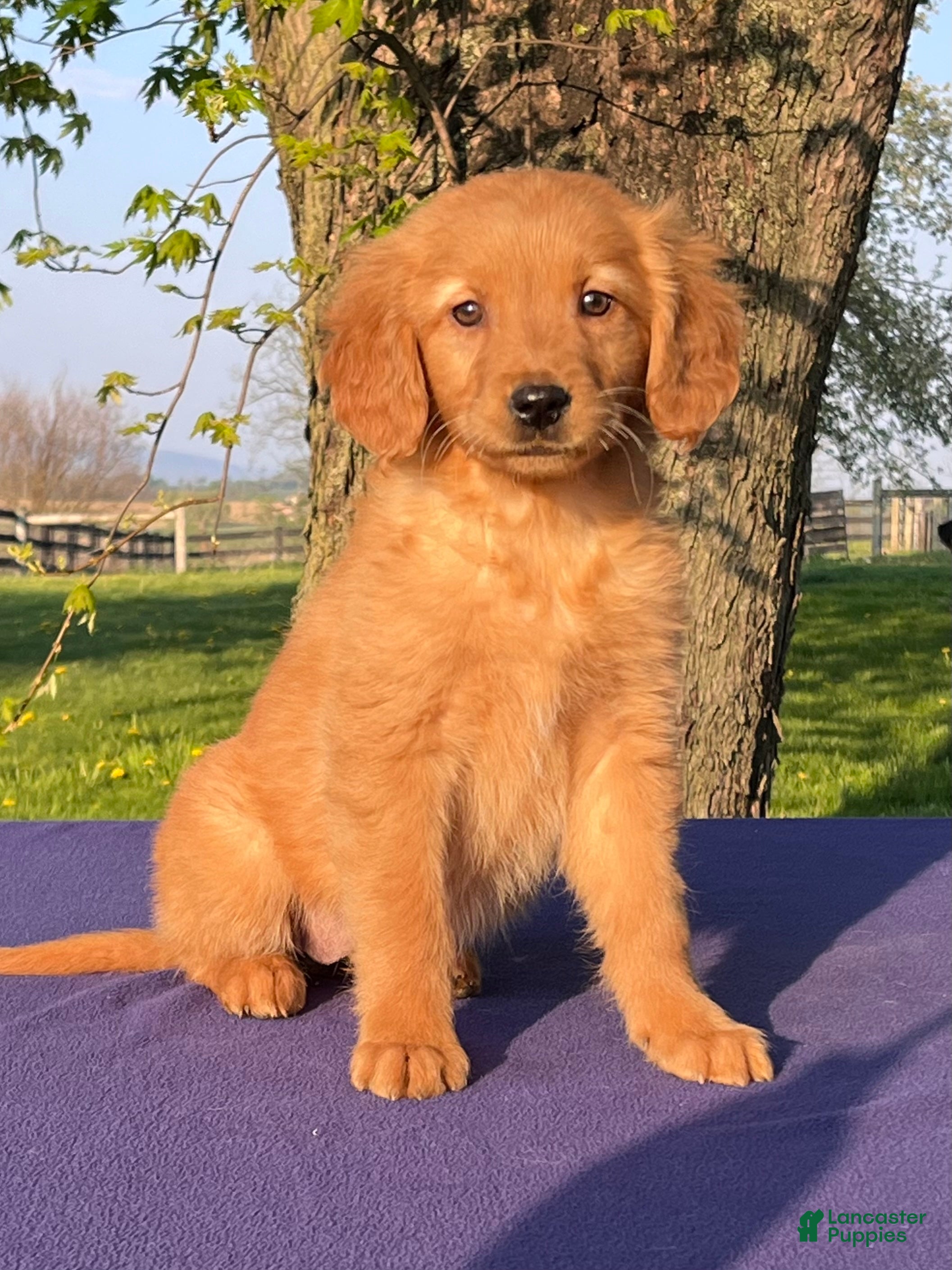 Golden Retriever dogs Melody - Ad 2
