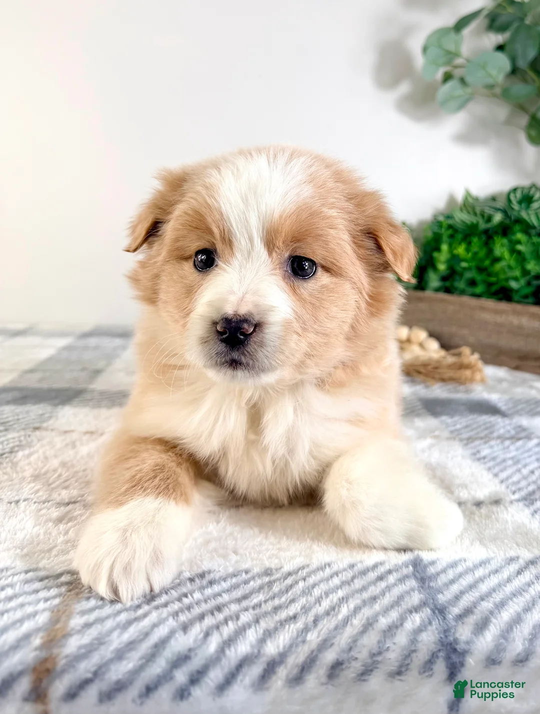 Mixed Breed dogs for sale: Maple - Ad 2