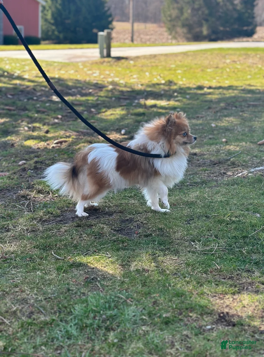 Pomeranian dogs for sale: Luca - Ad 5