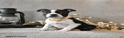 Boston Terrier dogs for sale: Roxie - Ad 4